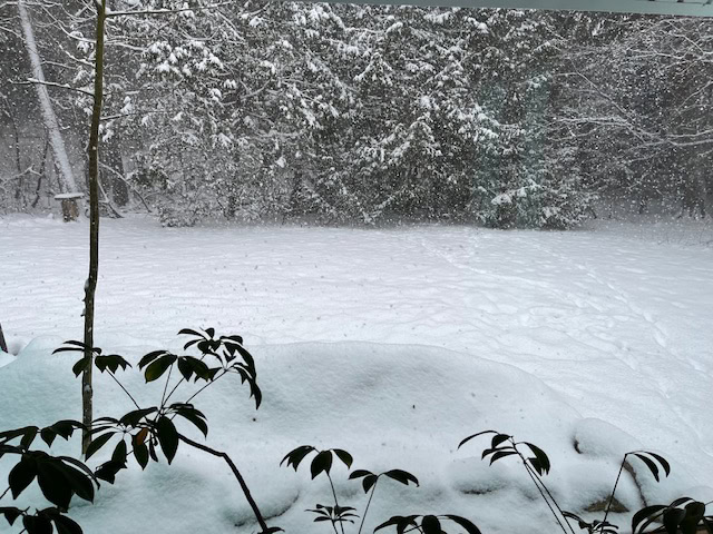 Plants in snow at Althea